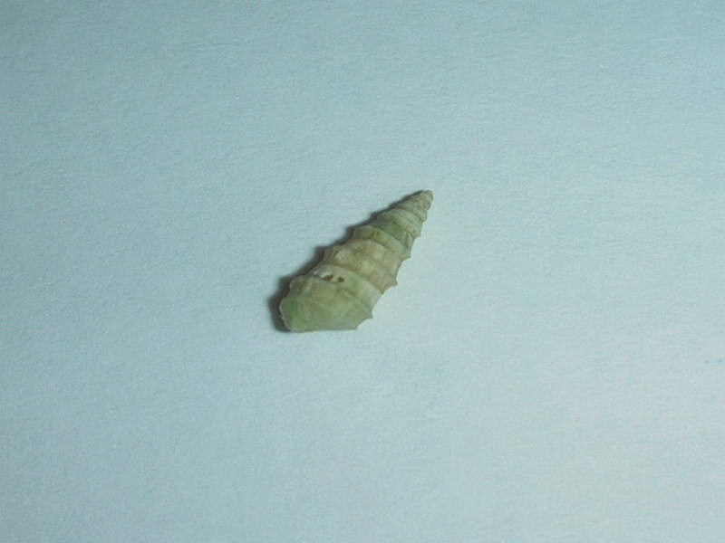 Pyrgula annulata